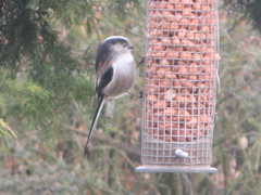 Long tailed tit